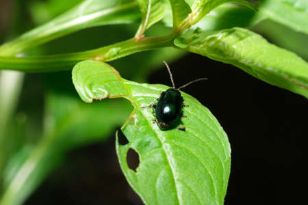 close-up flea beetle black insect with dung on leaf