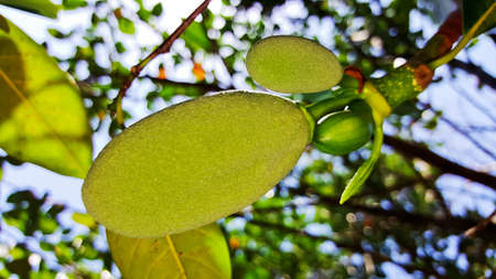 young jackfruit, khanun-on on tree