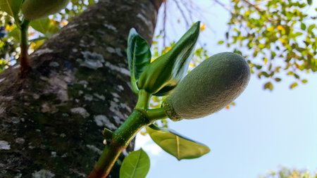 young jackfruit, khanun-on on tree