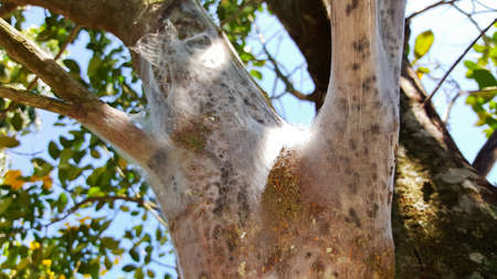 many spider web wrap on jackfruit tree