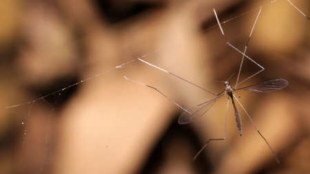 close-up crane fly on filament