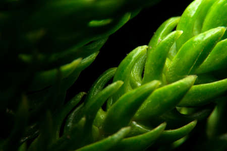 close-up norfolk island pine leaf