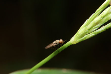 close-up fly macro night