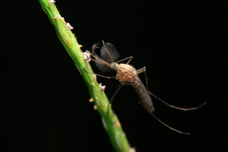 close-up male mosquito on green leaf, night timeの写真素材