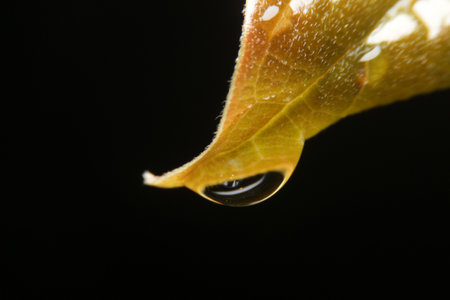 close-up rain drop under leafの写真素材