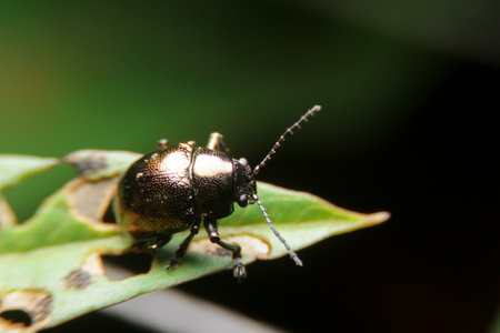 close-up chrysolina black eat leafの写真素材