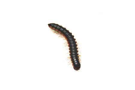 close-up Harpaphe millipede isolated on white backgroundの写真素材