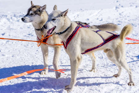 Two huskys before race