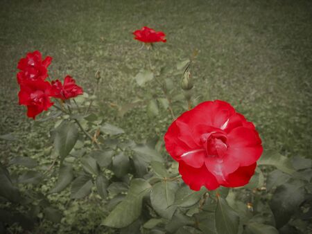 Beautiful composition of red roses protruding from its faded green background.の写真素材