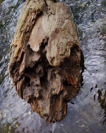 Trunk in the waterの写真素材