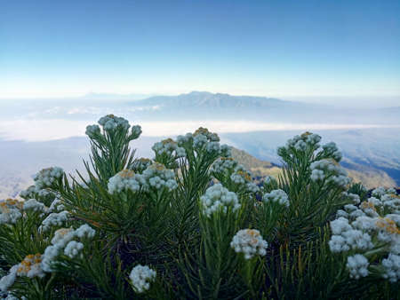 edelweiss flower that blooms on the roaring mountainの写真素材