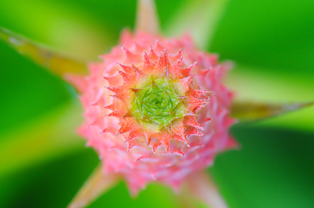 pineapple, wild variety of the bromeliad Ananas comosus, comprising many varieties to commercial fruit production or traditional medication. selective focusの写真素材