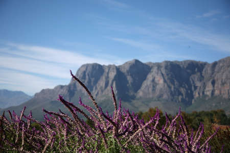 Cape Wine Lands, South Africaの写真素材