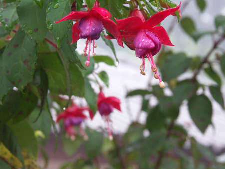 Flowersの写真素材