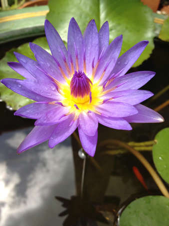 Loutusの写真素材