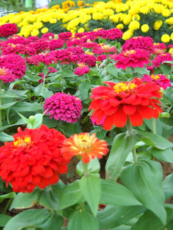 garden flowersの写真素材