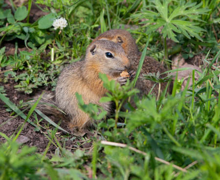 Family gophers on the green grass