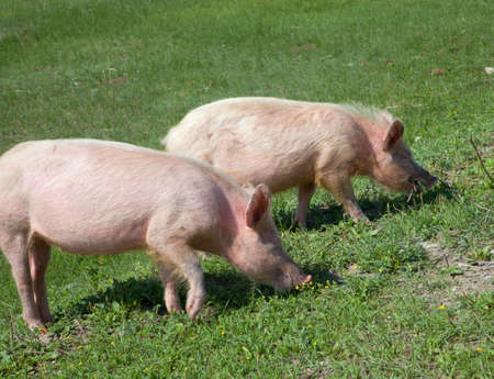 Dirty domestic pig on green grass