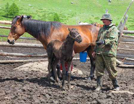 A man and a woman milking a horse that Kazakhs would make kumisの写真素材