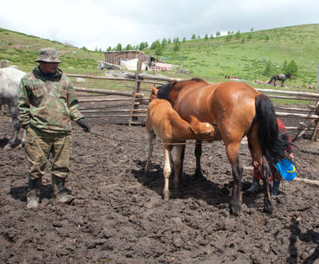 A man and a woman milking a horse that Kazakhs would make kumisの写真素材