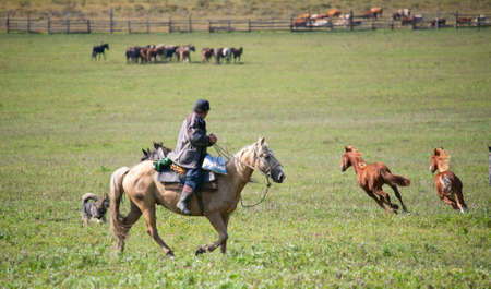 Man shepherd on horseback tending a herd of horsesの写真素材