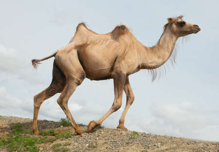 Bactrian camels in the steppes of the Mongolian Altaiの写真素材
