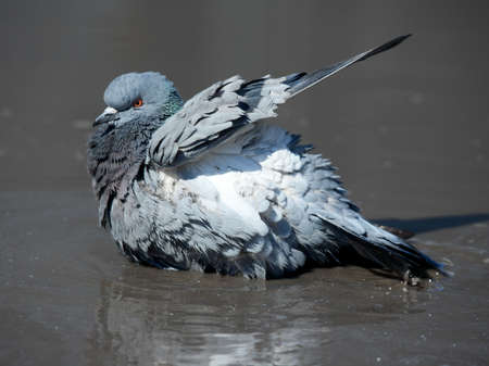 pigeon cleans its feathers in a muddy puddle in the springの写真素材