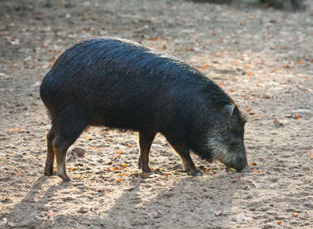 young wild boar in the field looking for food