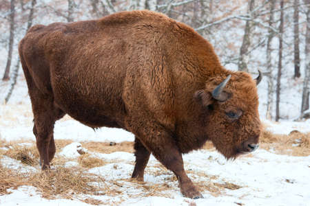 Bison winter day in the snowの写真素材