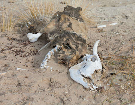 The skeleton of cattle in the desert Gobbiの写真素材