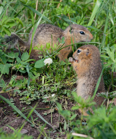 Family gophers on the green grassの写真素材