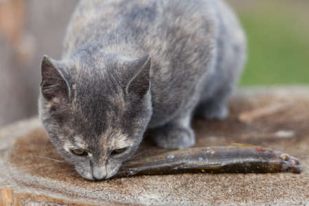 Two kittens eat fresh fish.の写真素材