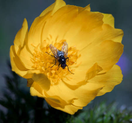Yellow flowers of adonis on a green
