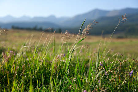 daisy meadow and mountains in the backgroundの写真素材