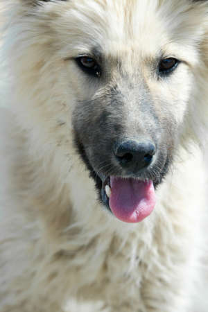 Herding dog in the mountains of Asiaの写真素材
