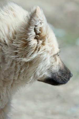 Herding dog in the mountains of Asiaの写真素材