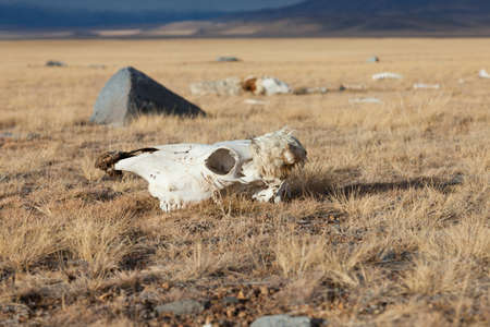 Dead animals in the mongolia steppeの写真素材