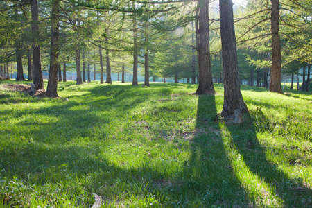 sunbeams in the pine forestの写真素材
