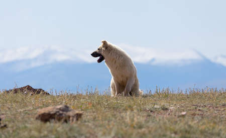 sheepdog puppies in the Altai Mountainsの写真素材