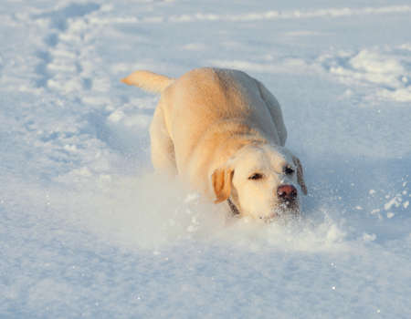 Ritriver Labrador in the snow in winterの写真素材