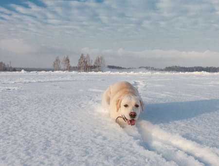 Ritriver Labrador in the snow in winter