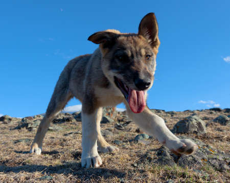 sheepdog puppies in the Altai Mountainsの写真素材