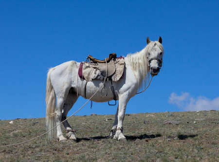Stallion under saddle on a mountain pastureの写真素材
