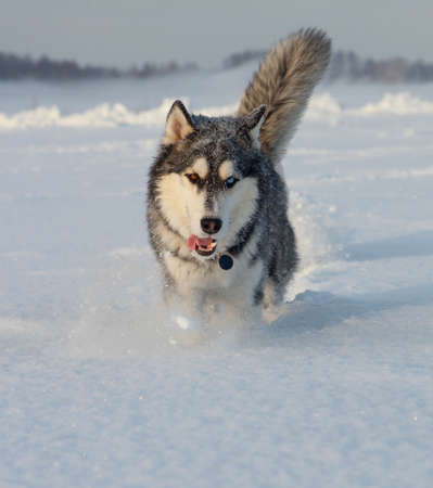 Male Husky in a snowy field in winter in Siberiaの写真素材