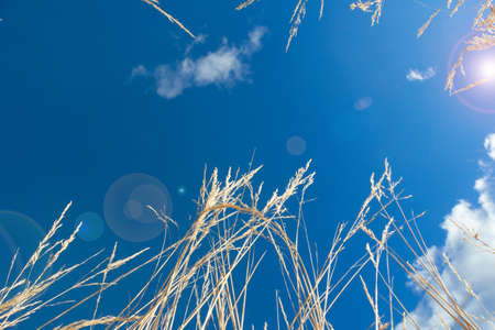 Blue sky above. clear dayの写真素材