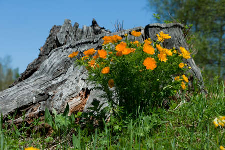 Trollius altaicus flowers in the field with snowy mountains on background by springの写真素材