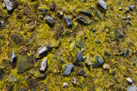 Background of green algae and stonesの写真素材