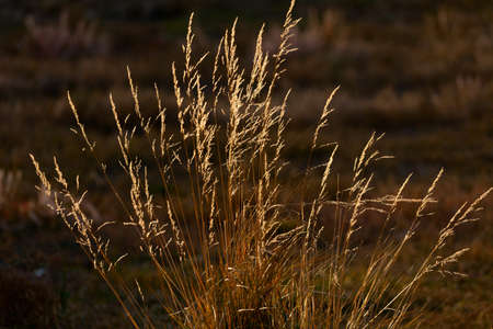 Dry steppe grass
