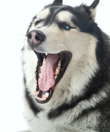 adult male husky in the studio on a white background