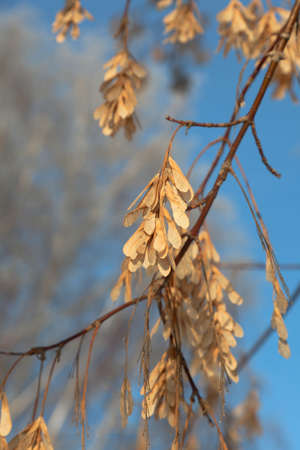 maple seeds on a tree in autumnの写真素材